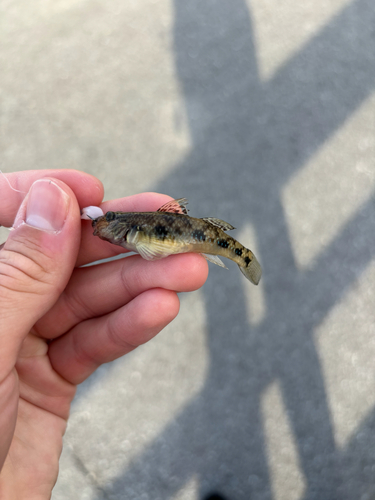 Rhinogobius similis