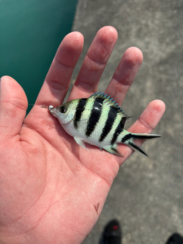 Abudefduf sexfasciatus