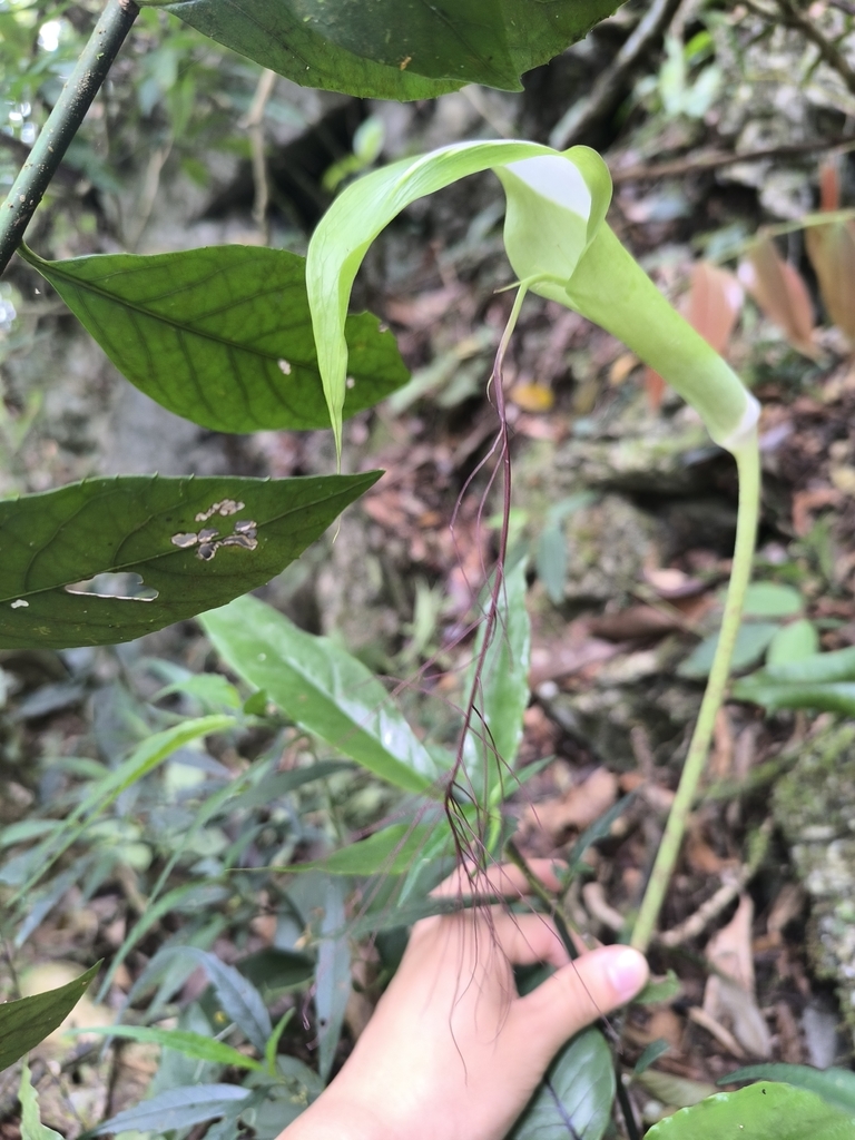 Arisaema victoriae (Arisaema victoriae)