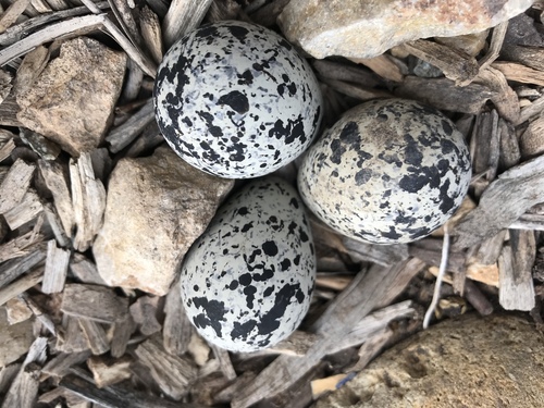 Killdeer