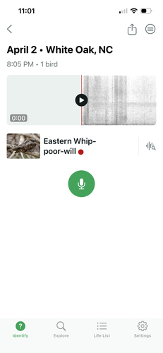 Eastern Whip-poor-will observed by bobbyo_91