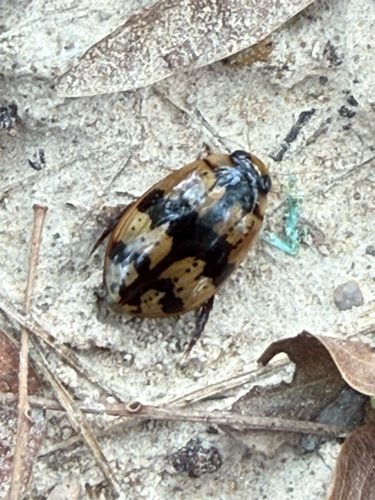 Sandracottus chevrolati