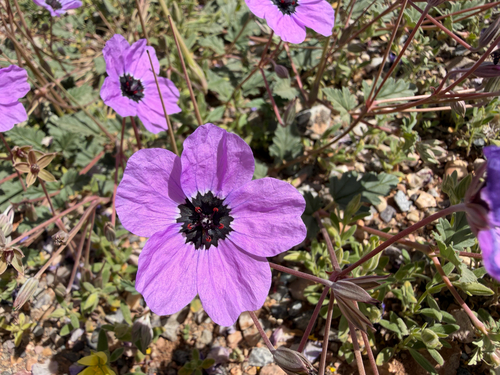 Erodium guttatum