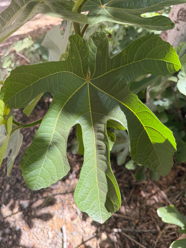 common fig
