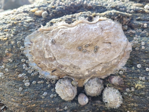 Magallana gigas