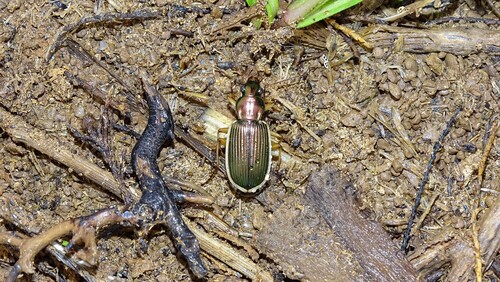 Chlaenius spoliatus