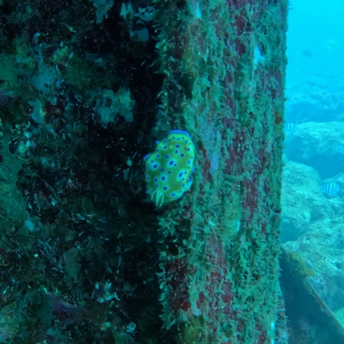 Goniobranchus kuniei
