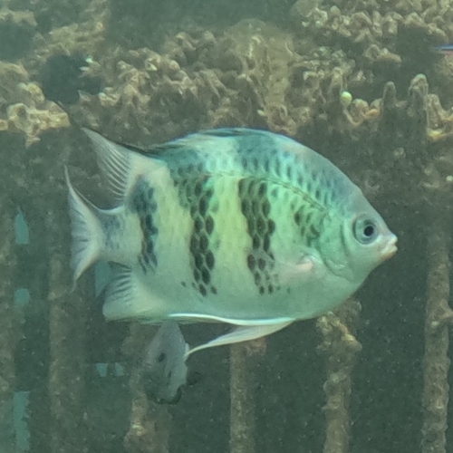 Amblyglyphidodon curacao