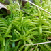 Neat Feather-Moss - Photo (c) wojtest, all rights reserved, uploaded by wojtest