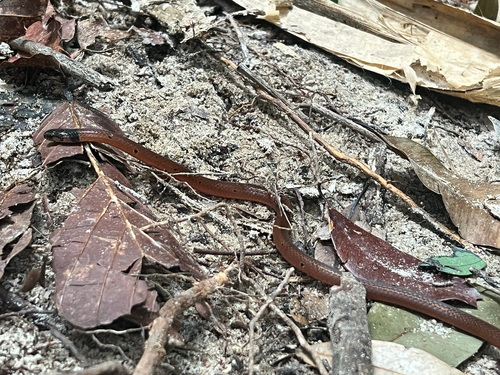 Speckled Coralsnake — seen at this dive site