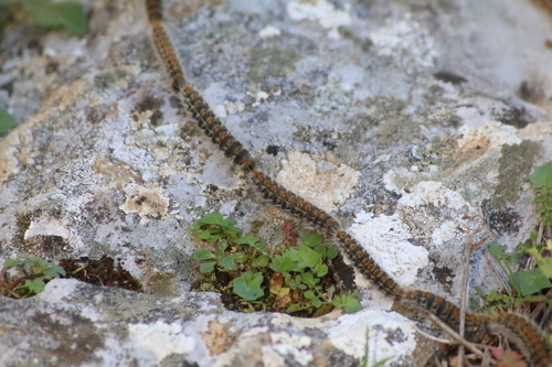 Avistamiento Thaumetopoea pityocampa