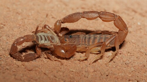 Teruelius ankarafantsika