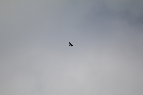 Avistamiento Águila imperial ibérica