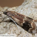 American Plum Borer Moth - Photo (c) John and Kendra Abbott, all rights reserved, uploaded by John and Kendra Abbott