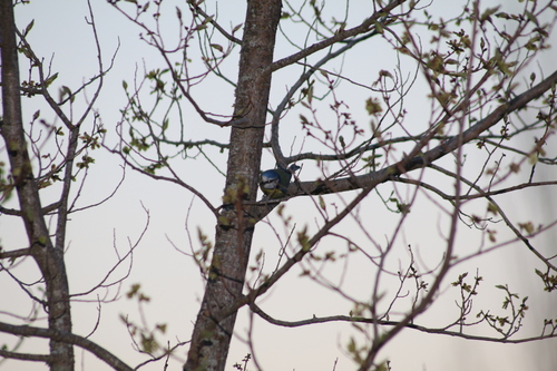 Avistamiento Cyanistes caeruleus