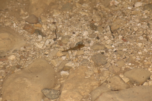 Avistamiento Salamandra común (Sierra Nevada)