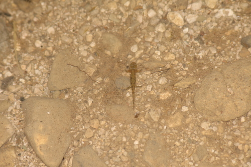 Avistamiento Salamandra común (Sierra Nevada)