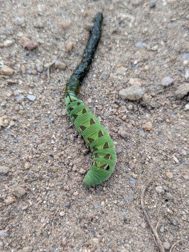 Small Verdant Hawkmoth