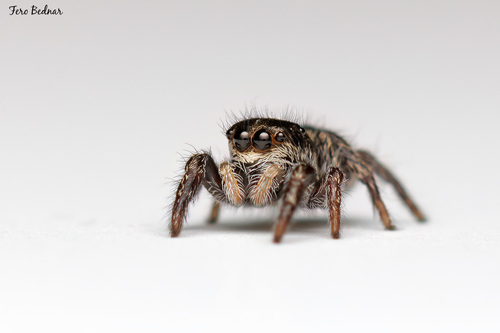 Pellenes tripunctatus