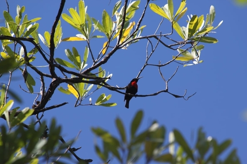 Scarlet-chested Sunbird