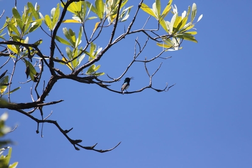 White-bellied Sunbird