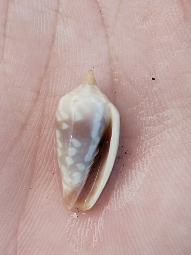 Imbricaria conularis
