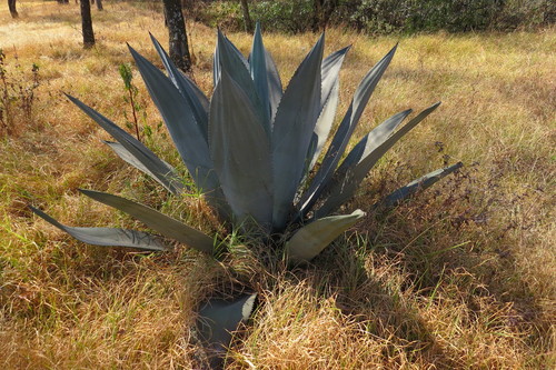 pulque agave