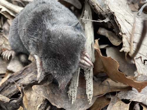Hairy-tailed Mole observed by jess695