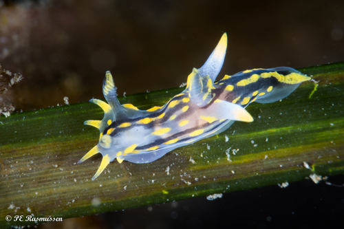 Four-lined Polycera