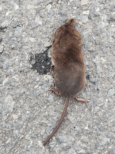 Masked Shrew observed by phibprof