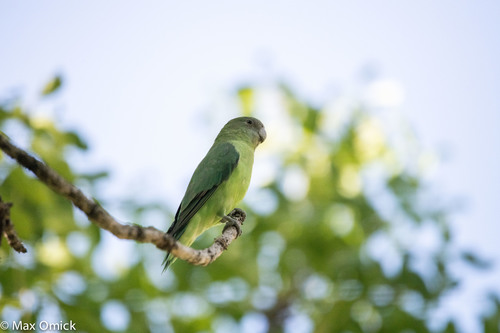 Grey-headed Lovebird