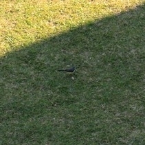 Madagascar Wagtail