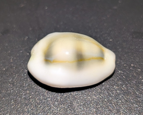 Monetaria moneta