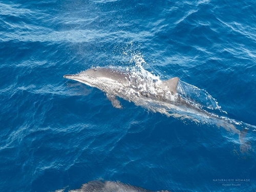 Gray’s Spinner Dolphin