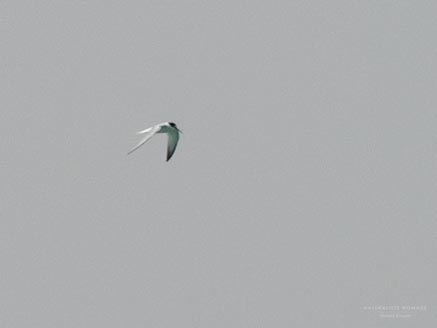 Little Tern