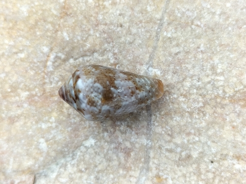 Conus ventricosus