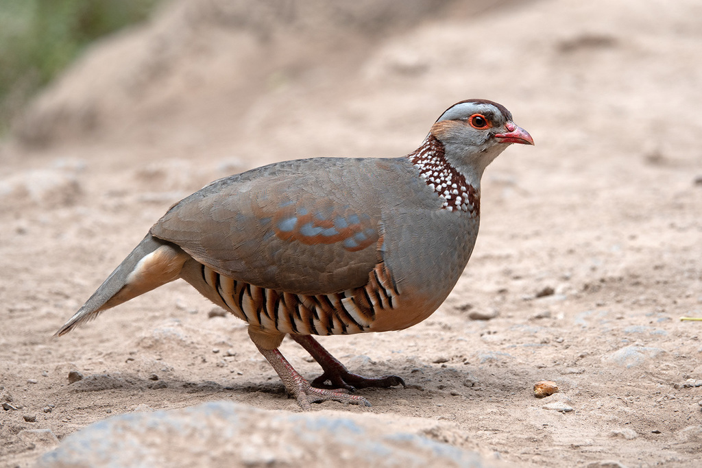 Barbary Partridge photo