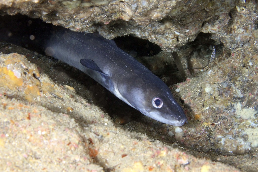 Congeraal (Conger conger) — Congridae
