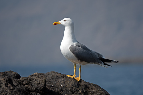 Larus michahellis