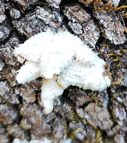 splitgill mushroom