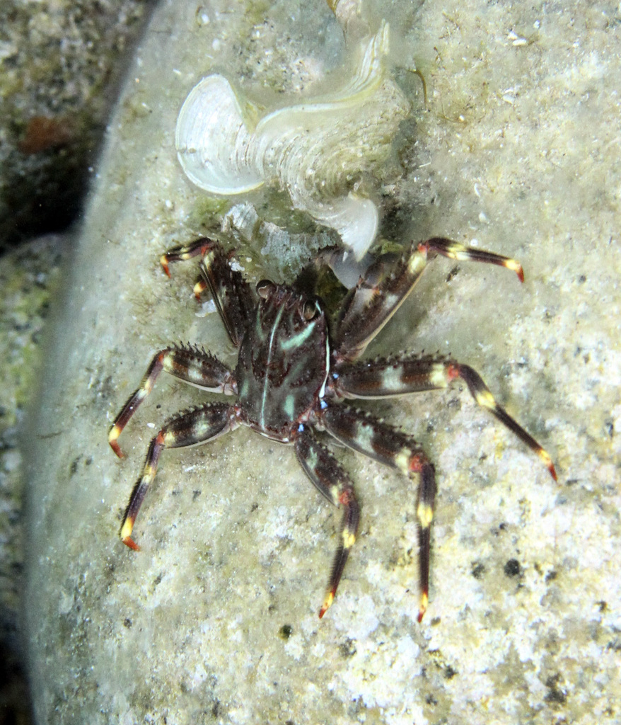 Cangrejo erizo (Percnon gibbesi) · iNaturalist Mexico, image size:878x1024