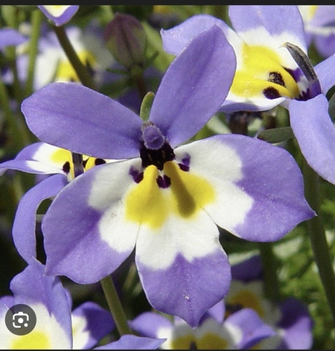 iNaturalist observation photo of flatface calicoflower