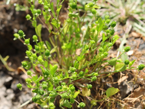 iNaturalist observation photo of Ranunculus bonariensis var. trisepalus