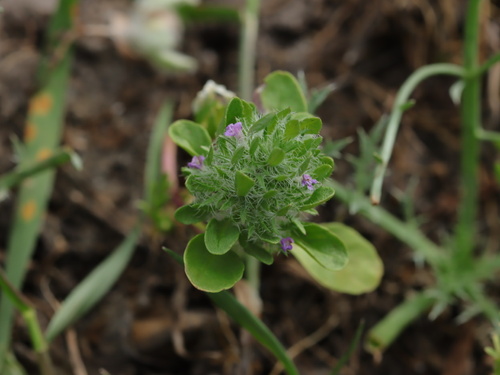 iNaturalist observation photo of Sacramento beardstyle