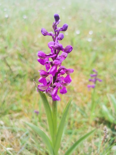 green-winged orchid