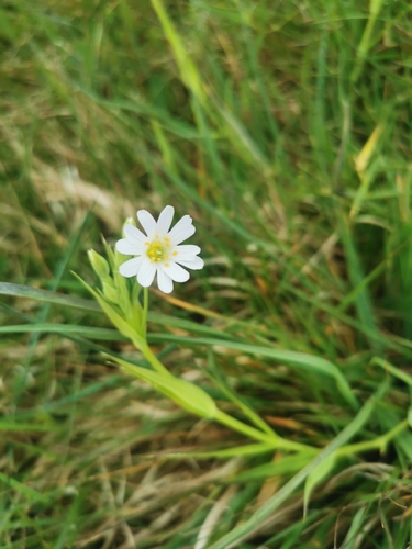 greater stitchwort