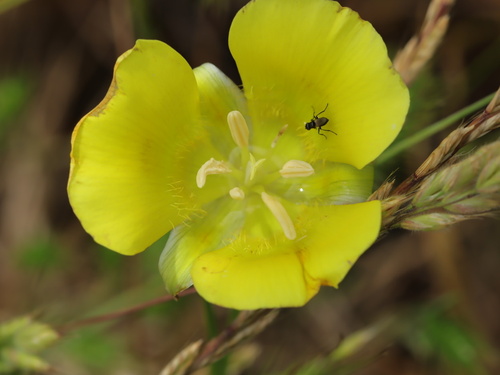 iNaturalist observation photo of Yellow Mariposa Lily