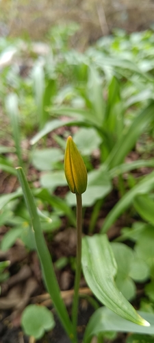 Wild Tulip