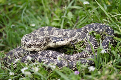 East-Four-lined Ratsnake