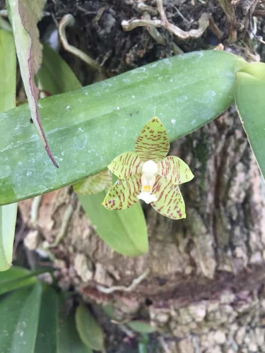 Kapuasensis Orchid